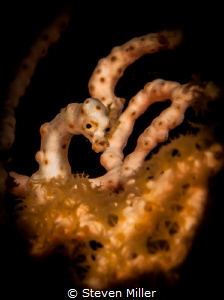 Pygmy impression by Steven Miller 